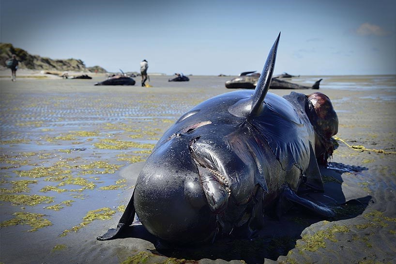 140 نەهەنگ لە نیوزیلاند هەوڵی خۆكوشتنیان دا