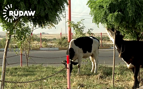 لە هەڵەبجە دیاردەی ئاژەڵداری رێگرە لە گەشەکردنی نەمامەکان