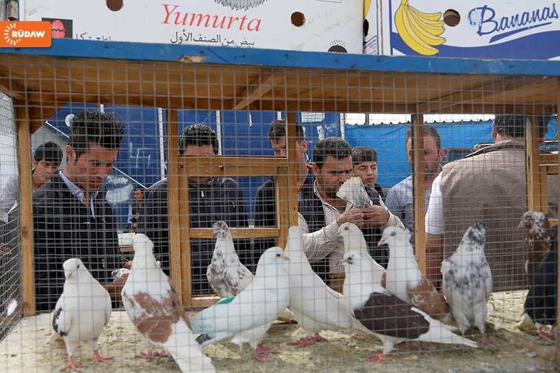 FOTO - Erbil kanatlı hayvan pazarı