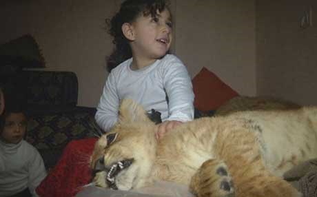 بەڤیدیۆ.. دوو بەچکە شێر لەگەڵ ماڵێکی ئاوارە دەژین