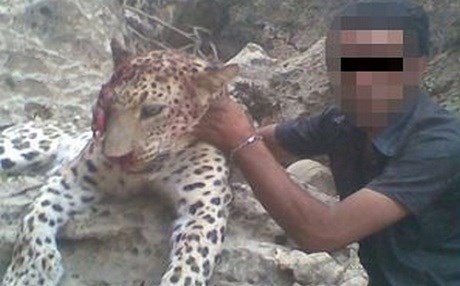 İkinci leopar vakası Doğu Kürdistan’da