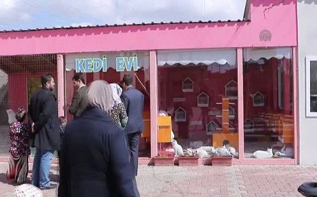 VAN - Kaybolan iki değer: Gümüş ve kedi