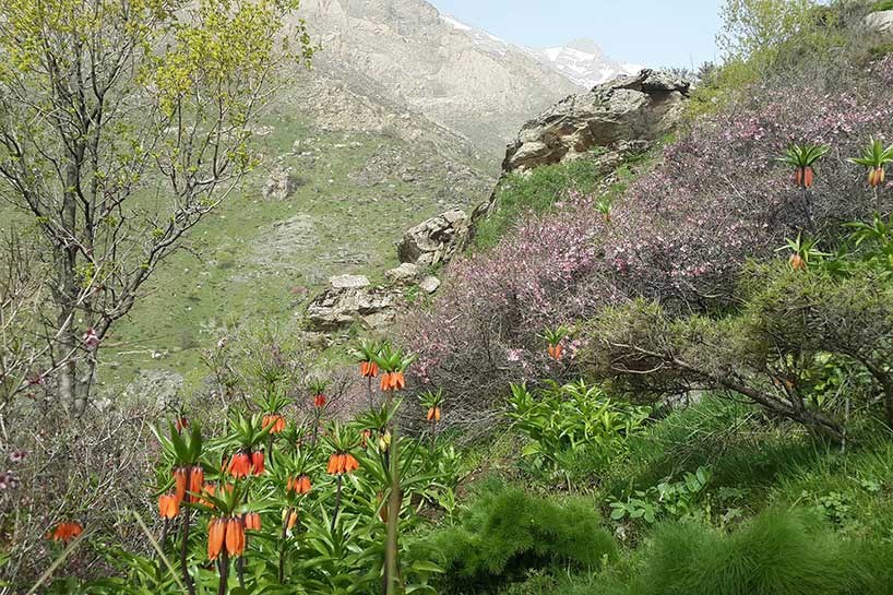 باڵەكایەتی لە وەرزی بەهاردا