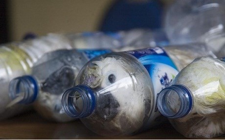 Pet şişede hayvan kaçakçılığı