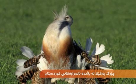 چێرگ.. یەکێک لە باڵندە ناسراوەکانی کوردستان