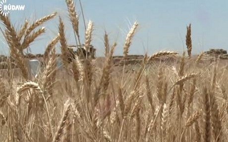 Pêşmerge zêdetirî 28 hezar donim zeviyên genim ji destê DAIŞê derxist