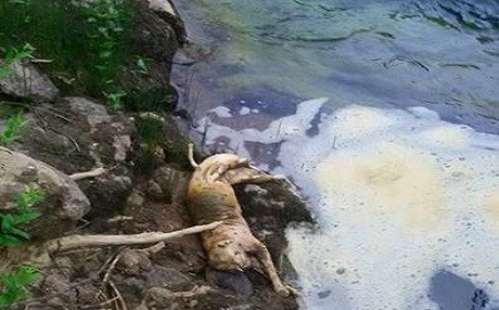 Li Dêrsîmê piling hat dîtin