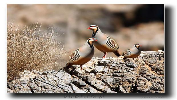 Ajalên çiyayên Kurdistanê