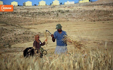 بەرهەمی گەنم لە سووریا 800 هەزار تەن کورتی هێناوە