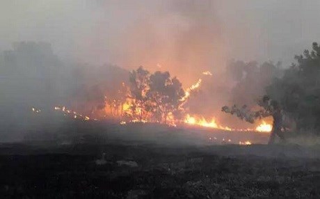 Topên Tirkiyeyê agir bi rez û baxên Bêşûnê xistin (Vîdeo)