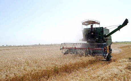 Îlam – Genim li gorî par %20 kêm bûye