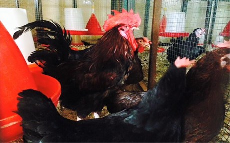 Kürt tavuğu marka olma yolunda