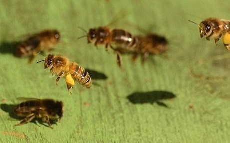 Arılar savaştan kaçıyor