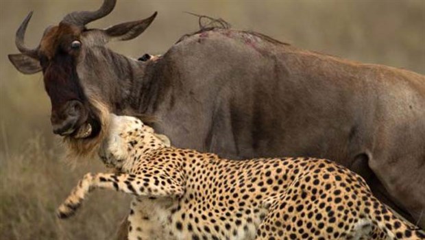 Çita yakaladı sırtlan parçaladı