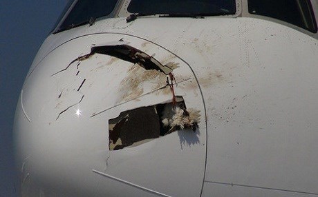 VİDEO - Leylek uçağa girdi