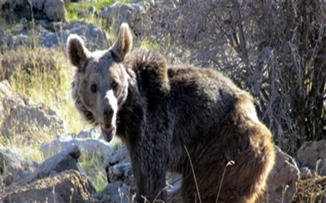 لەرۆژهەڵاتی کوردستان ورچێک لەسەر دزیکردن دەستگیردەکرێت