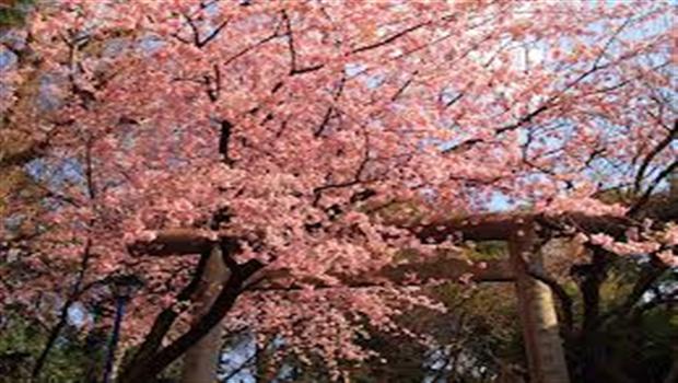 داری گێلاس لە یابان