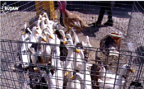 VİDEO – 1 kaz 40 dolar