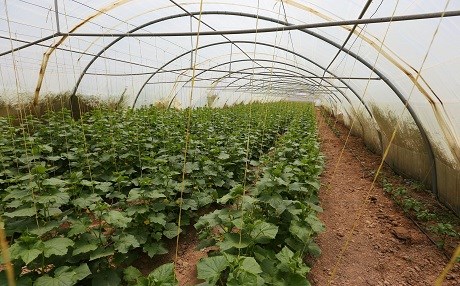 Kürtler nar, elma ve üzüm ihraç edecek