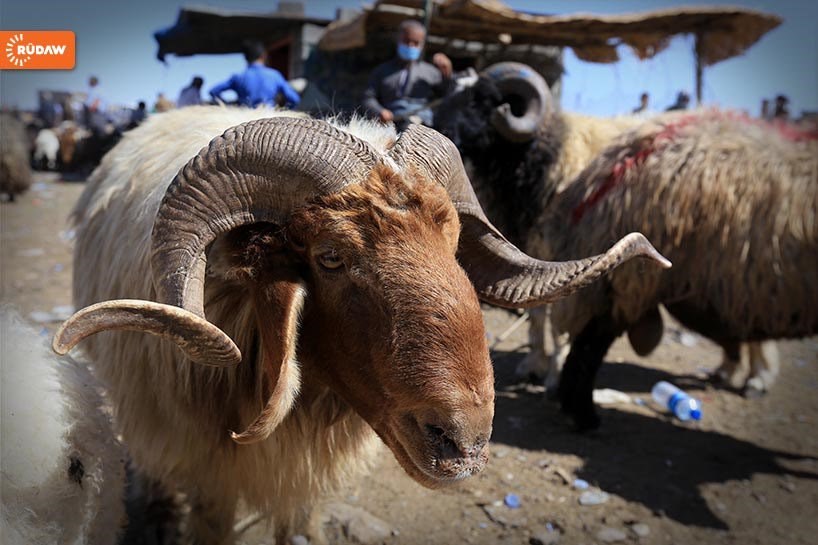 Ajel di Cejna Qurbanê de