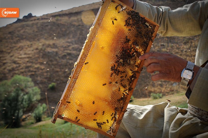 Kandil Dağı eteklerinde bal üretimi