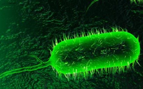 Duhok’ta kolera salgını