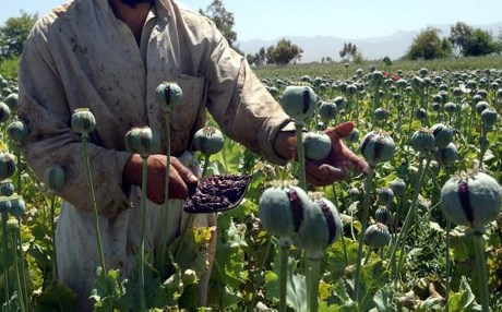 بەرهەمهێنانی تلیاک و حەشیش لە ئەفغانستان دابەزیوە