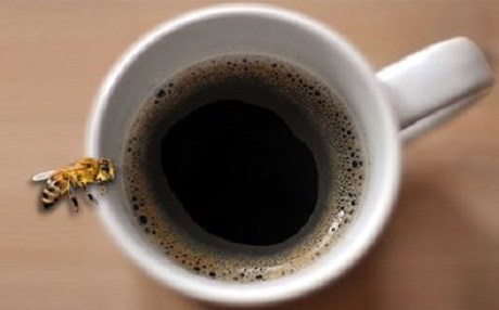 Arılar kahvekolikmiş