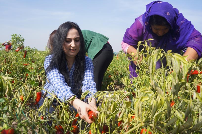 Figen Yüksekdağ, tarım işçileriyle biber topladı
