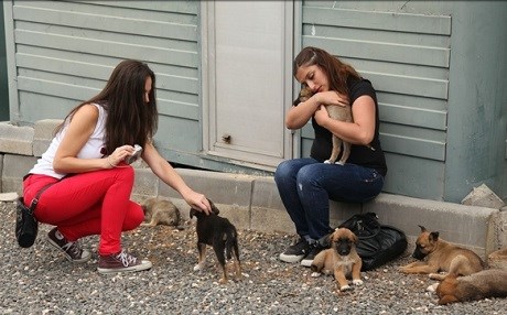 KÜRDİSTAN -  Sokak hayvanları tehlikede