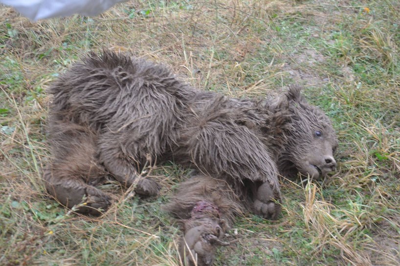 Başûr- Dermankirina hirçekî bêhmpa li devera Balekayetî