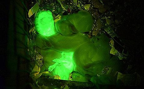 كۆپی كردنی كەروێشك وەك فسفۆڕ دەدرەوشێتەوە