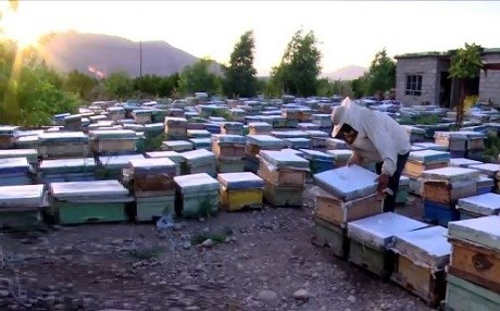 Arılar Kürdistan’ı terkediyor