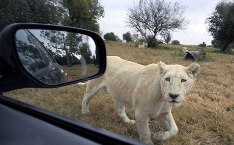 Safari keyfi ölümle bitti!