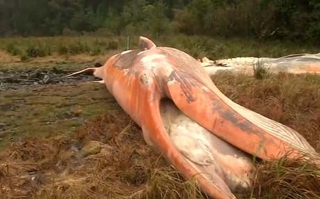 گەورەترین مردنی بەكۆمەڵی نەهەنگ تۆماركرا