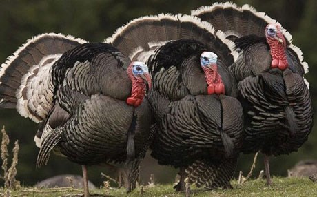 لە كوردستان پرۆژەكانی بەخێوكردنی قەل لە زیادبووندان