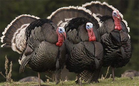 Kürdistan’da hindi revaçta