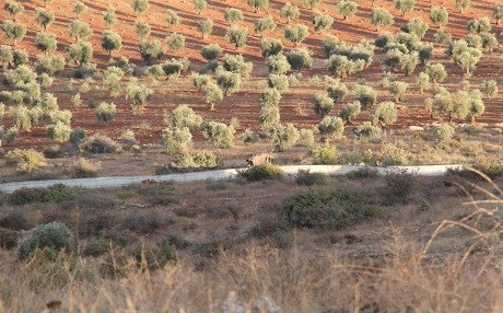Kanton: TSK bir köye ateş açtı!
