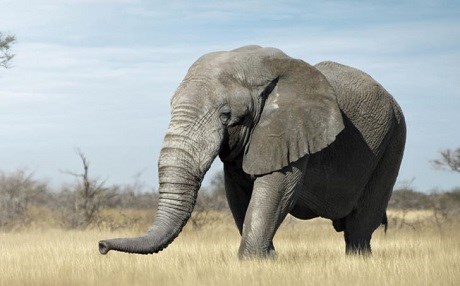 Çin’de 14 Şubat hezimeti