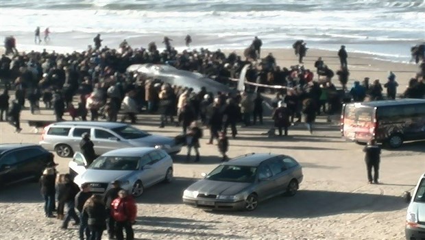 مردنی گەورەترین نەهەنگ لە دانیمارک