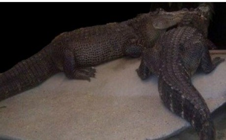 Mafyanın kasasını 2 timsah koruyor!