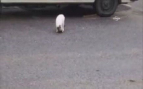 VİDEO - Ölü taklidi yapan fare