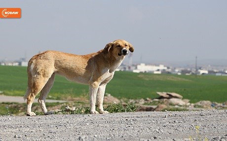 Li Hewlêrê kûçikên bêxwedî zêde dibin