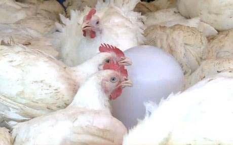 Kürt tavuğu yasağına son