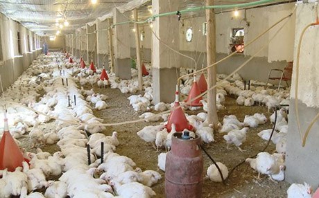 نرخی مریشک بەرزدەبێتەوە