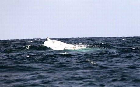 Kürt çocuğu balıklara yem oldu