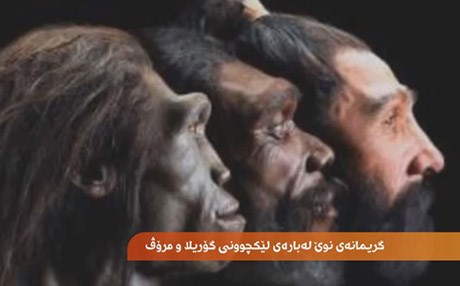 مرۆڤ و گۆریلا زیاتر لەوەی زانراوە هاوشێوەی یەکدین