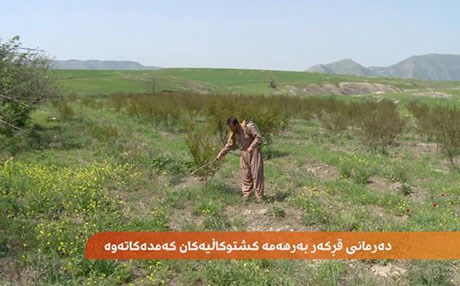 جووتیاران بۆ لەناوبردنی گژوگیا دەرمانی قڕکەر بەکاردەهێنن