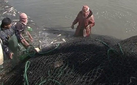 IŞİD galeri ve balık işine girdi!