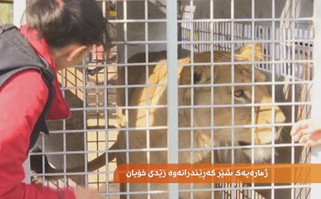 ژمارەیەک شێر لە ئەمریکای باشوورەوە گەڕێندرانەوە بۆ ئەفریقای باشوور